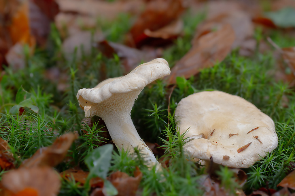 Hydnum repandum - pied de mouton.jpg
