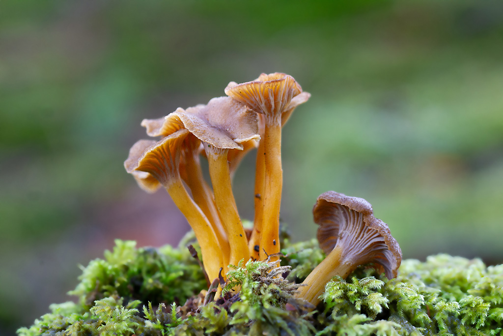 Cantharellus tubiformis - chanterelle en tube.jpg