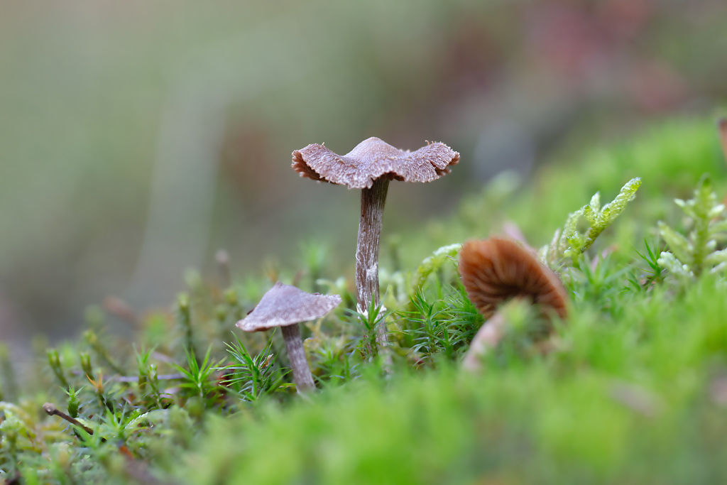Cortinarius flexipes = C. paleaceus - cortinaire pailleté.jpg