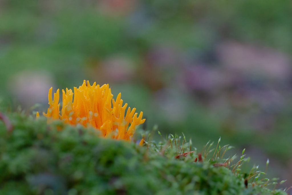 Calocera viscosa.jpg