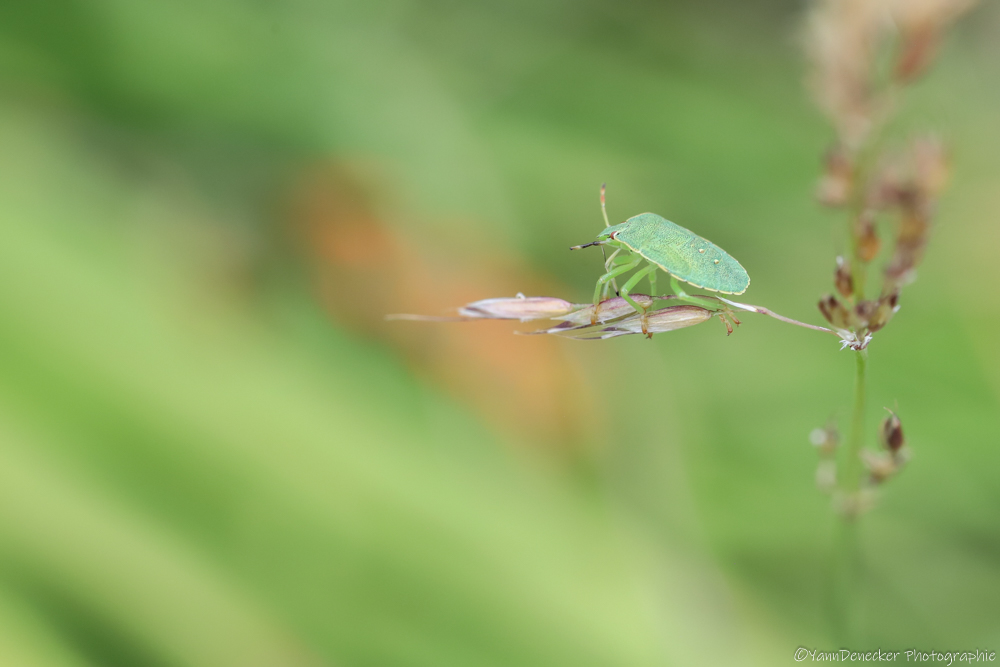 IMG_4147.jpg