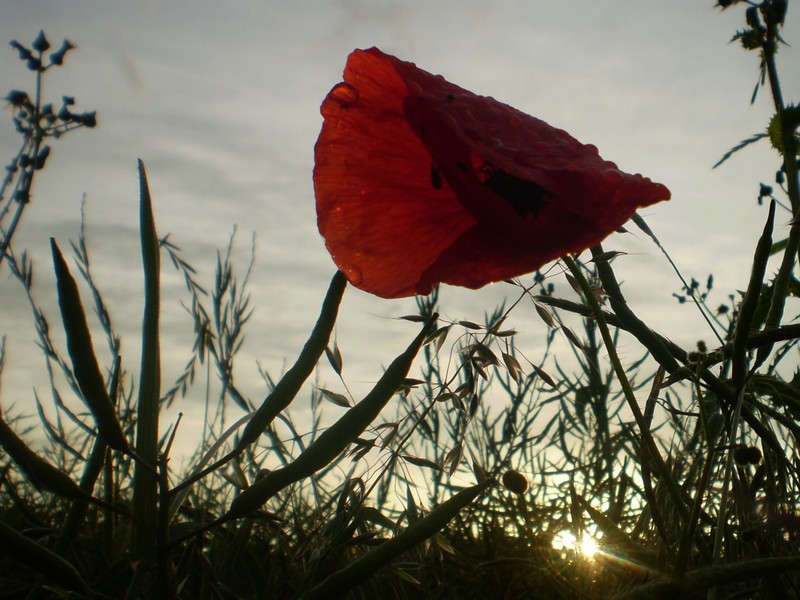 Coquelicot (2).JPG