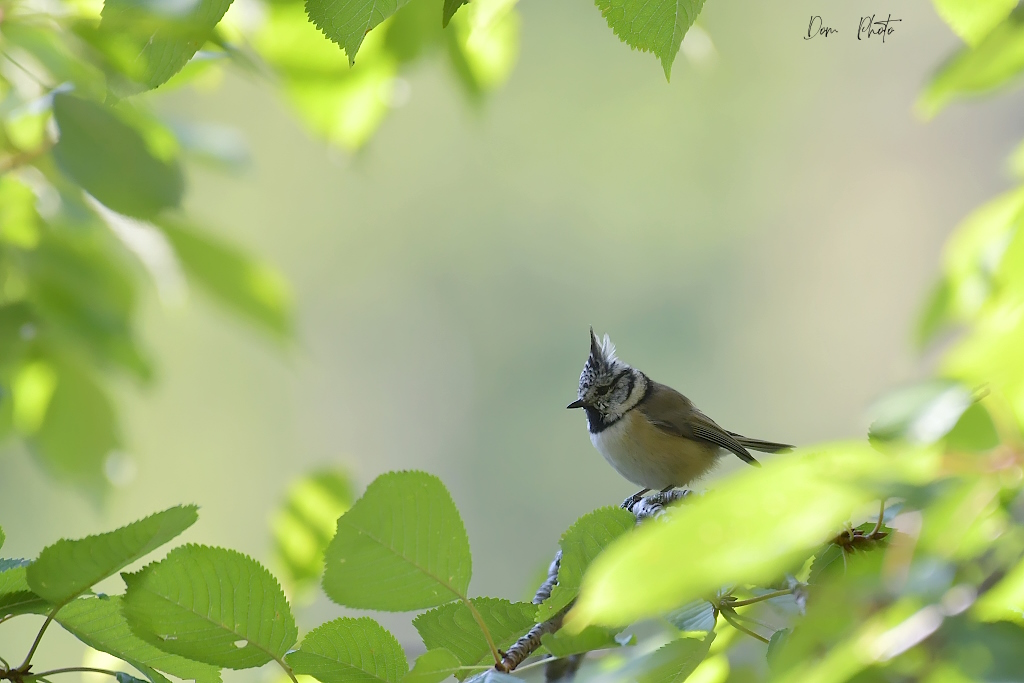 DSC_0070IN.jpg
