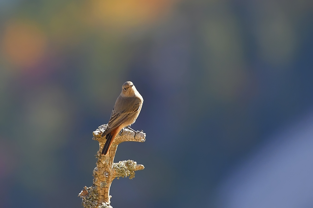 DSC_0469IN.jpg