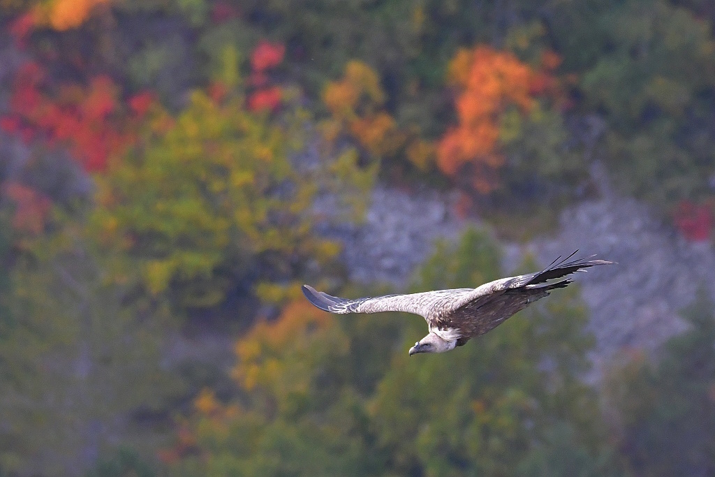 DSC_0803IN.jpg