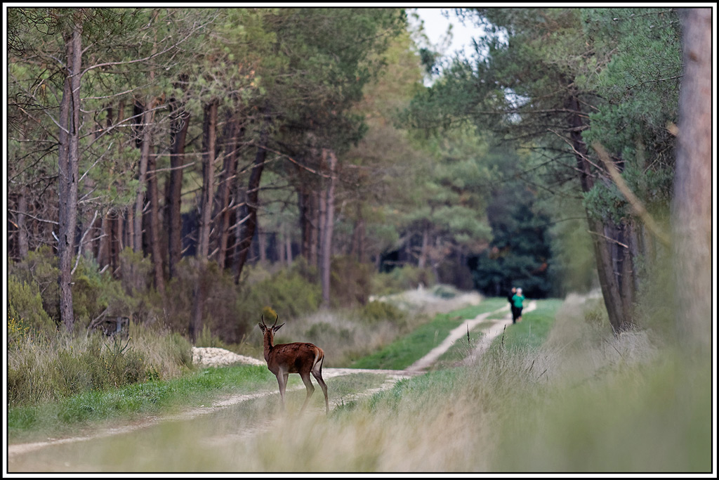 cerf(9264).jpg
