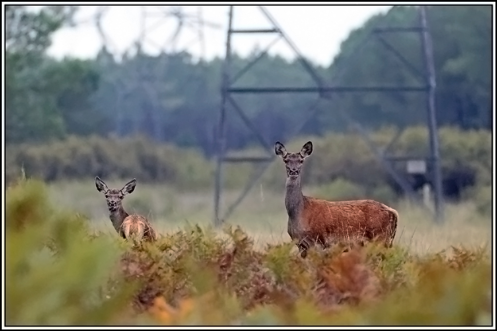 cerf(9273).jpg