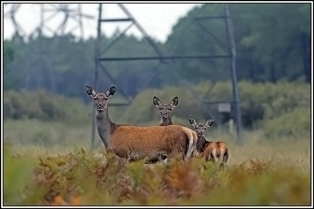 cerf(9276).jpg