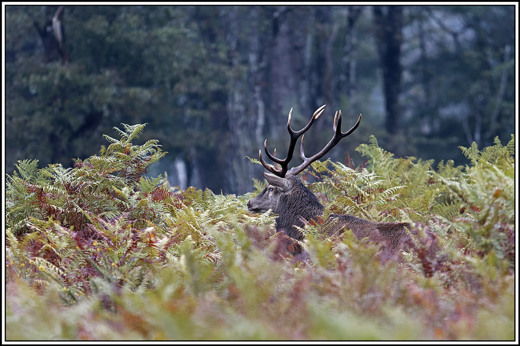 cerf(9278).jpg