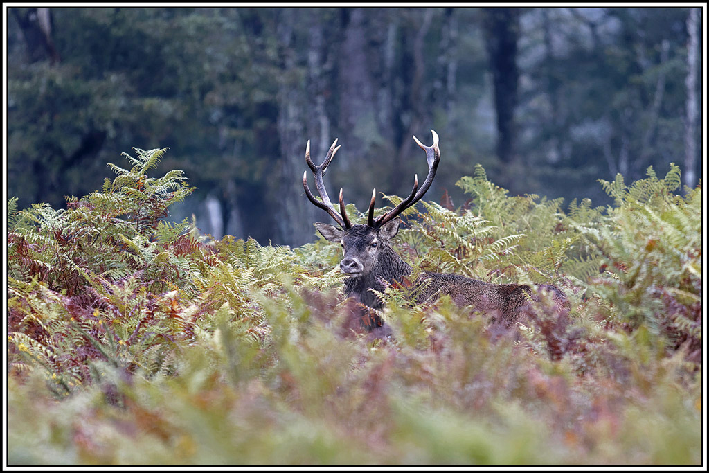 cerf(9280).jpg