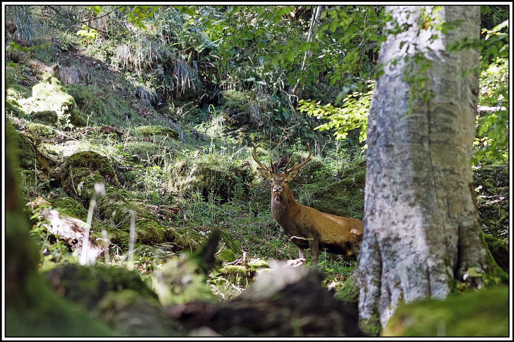 cerf(9282).jpg