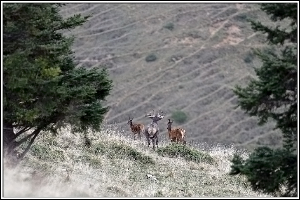 cerf(9287).jpg