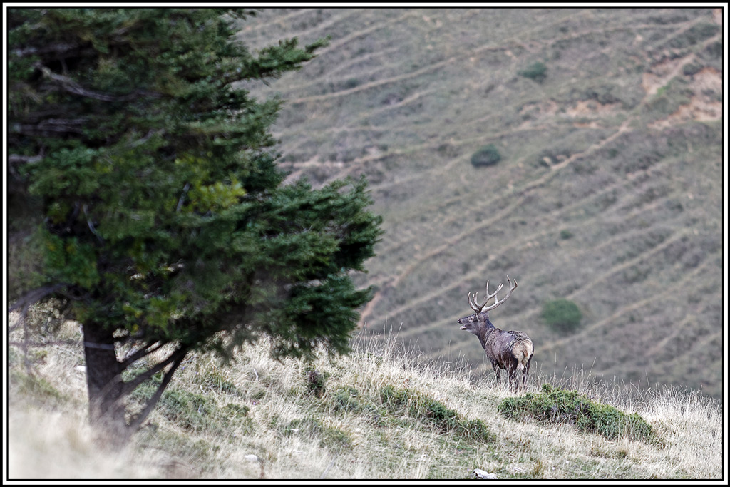 cerf(9291).jpg