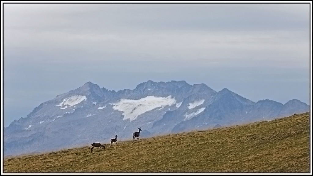 cerf(9292).jpg