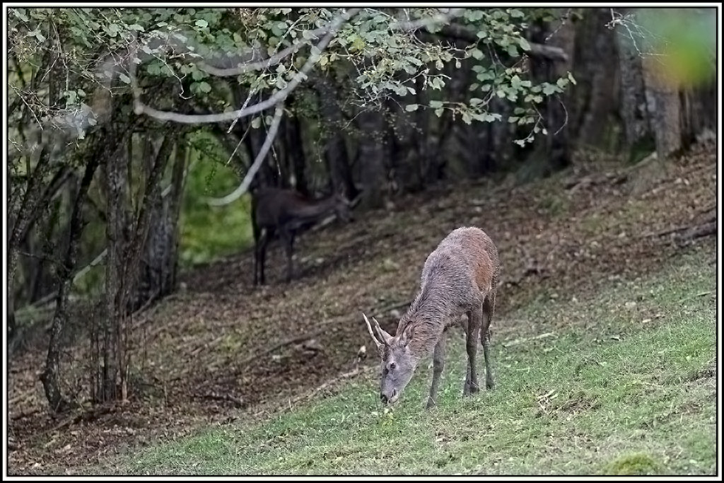 cerf(9301).jpg