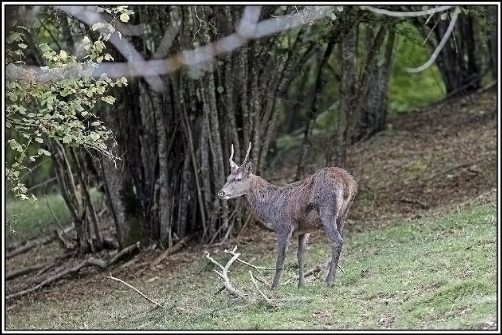 cerf(9308).jpg