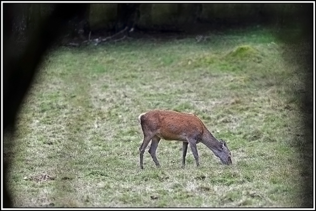 cerf(9315).jpg