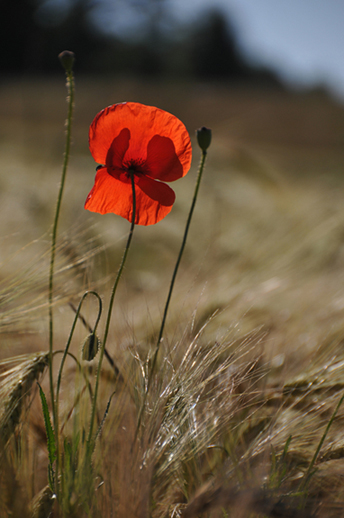 Coquelicot.jpg