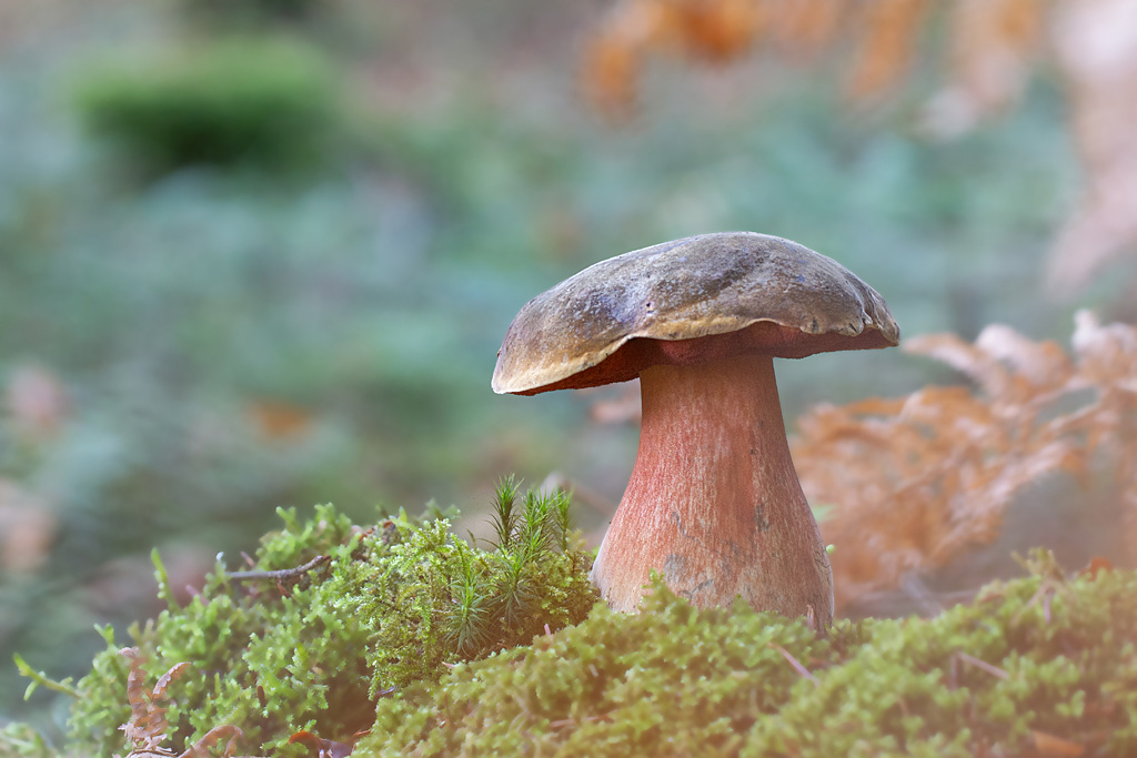 Boletus erythropus.jpg