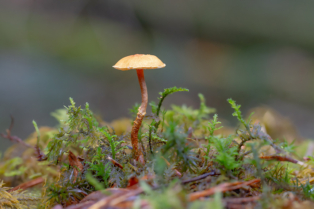 Cystoderma amianthinus -  cystoderme furfuracé 1.jpg