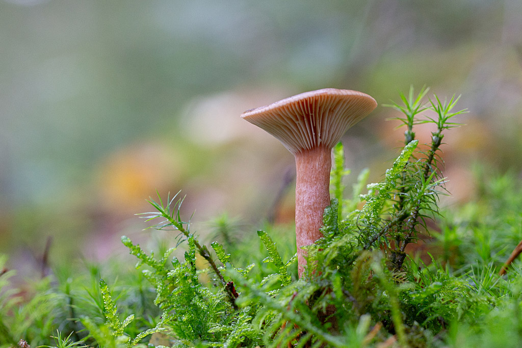 Lactarius camphoratus - lactaire à odeur de chicorée 1.jpg