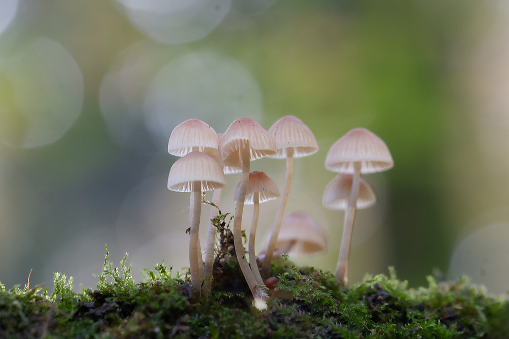 Mycena argangeliana - Mycène olivâtre  3.jpg