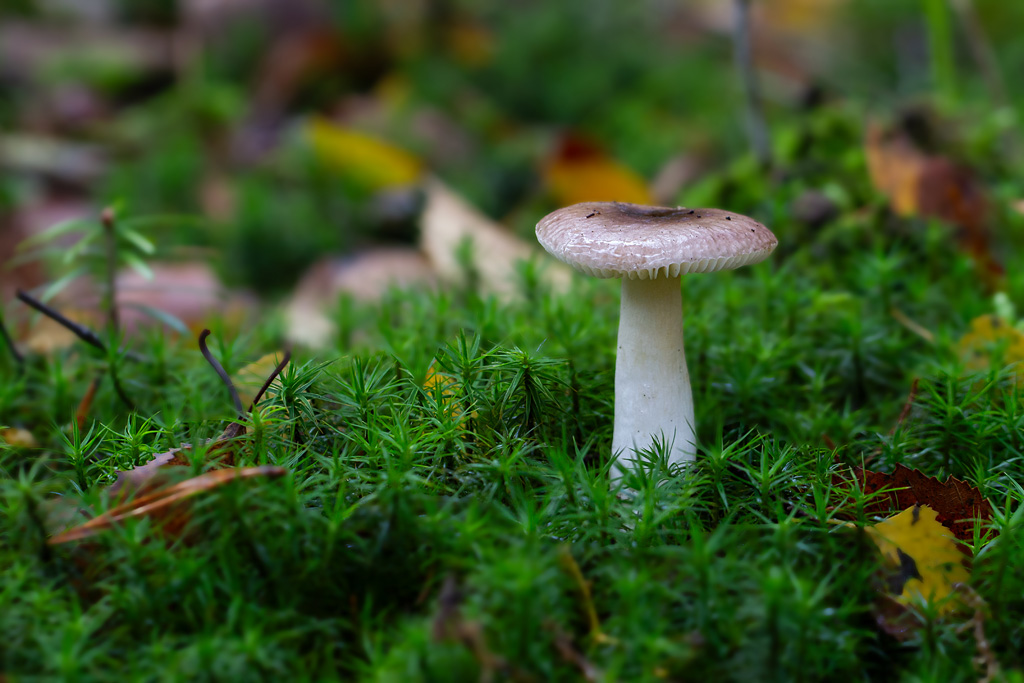 Russula clavipes - russule à pied creux 2.jpg
