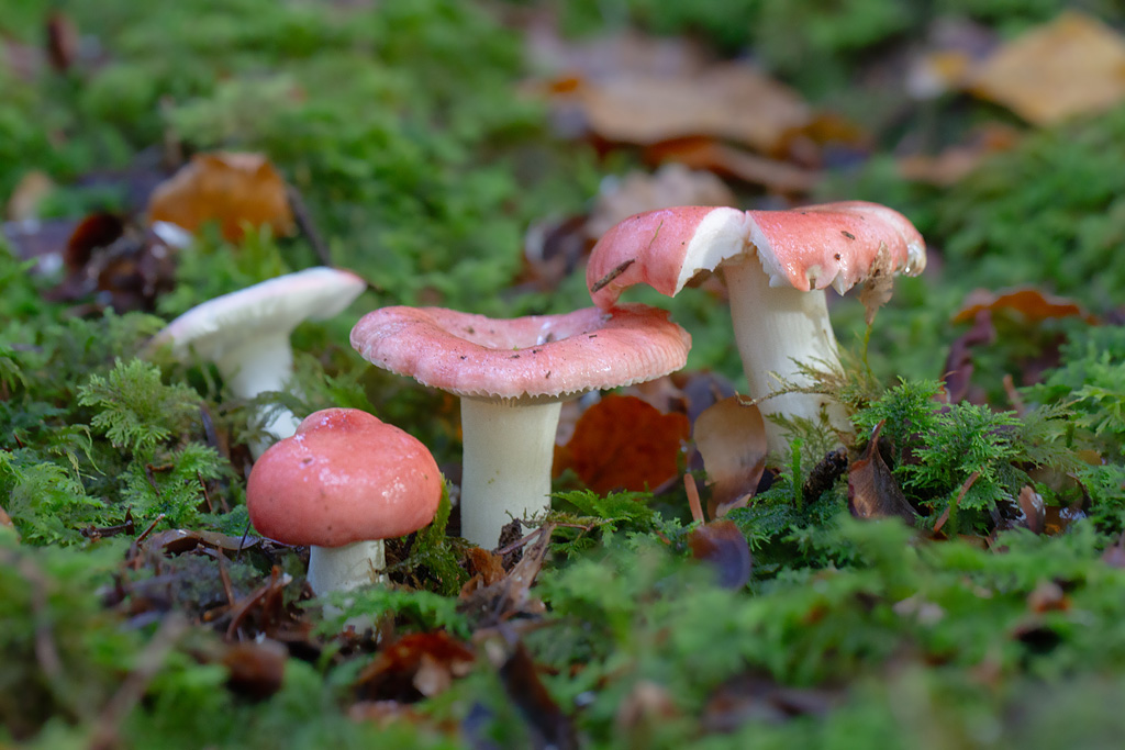 Russula emetica var. silvestris 2.jpg
