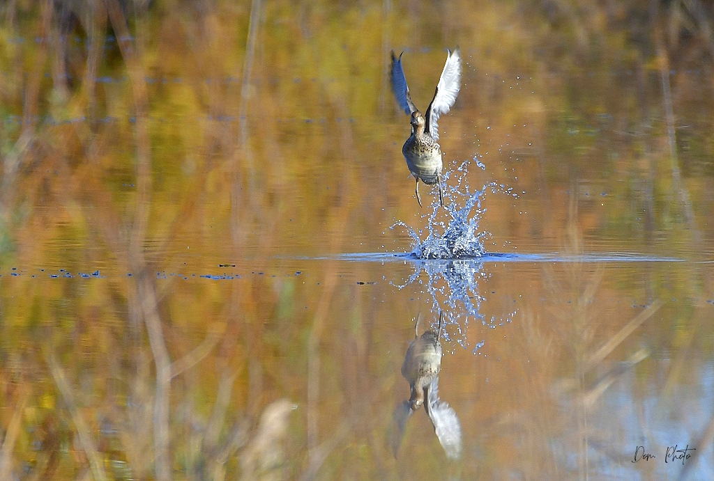 DSC_1300.JPG