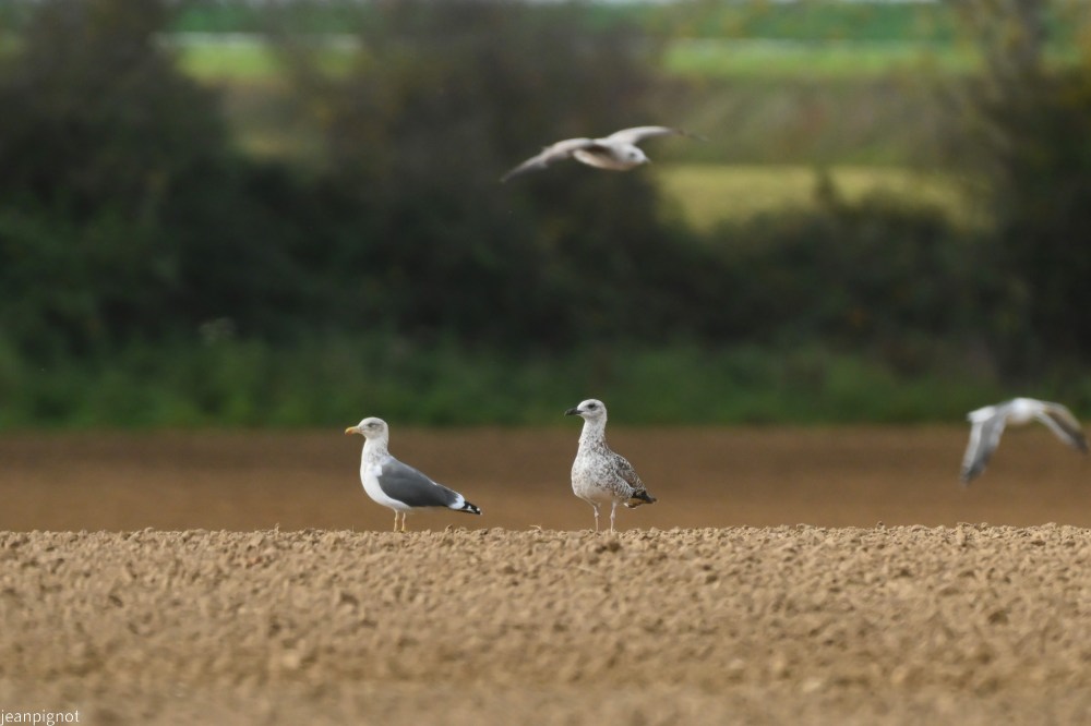 N9 goeland brun et juvenile.JPG