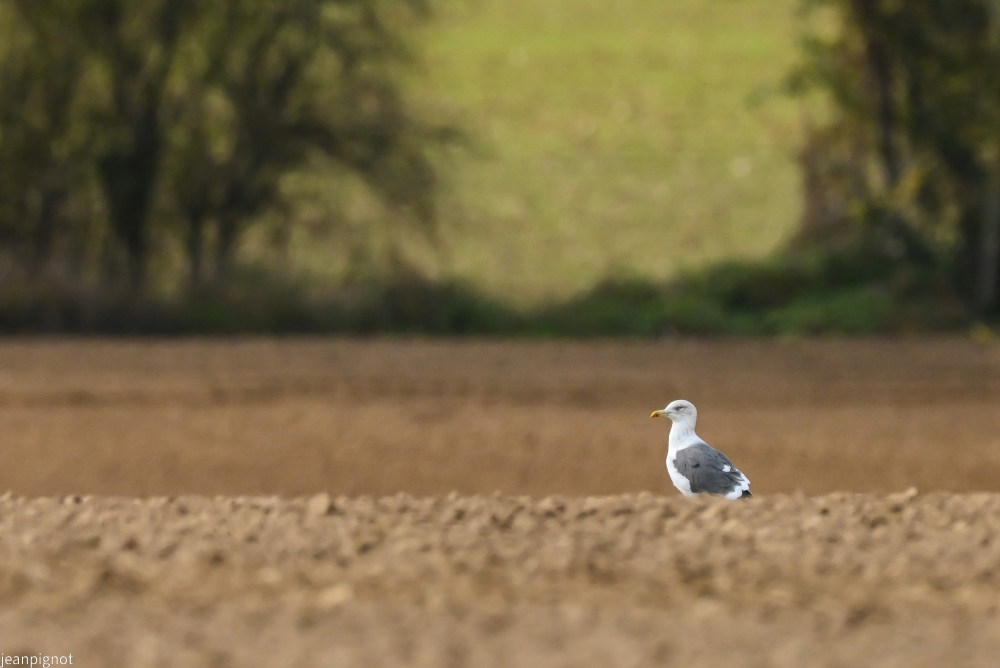 N8 goeland brun.JPG