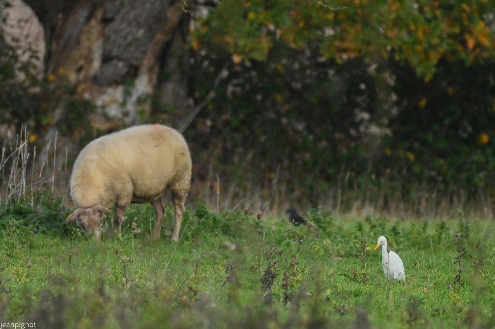 N7 garde boeuf et mouton.JPG