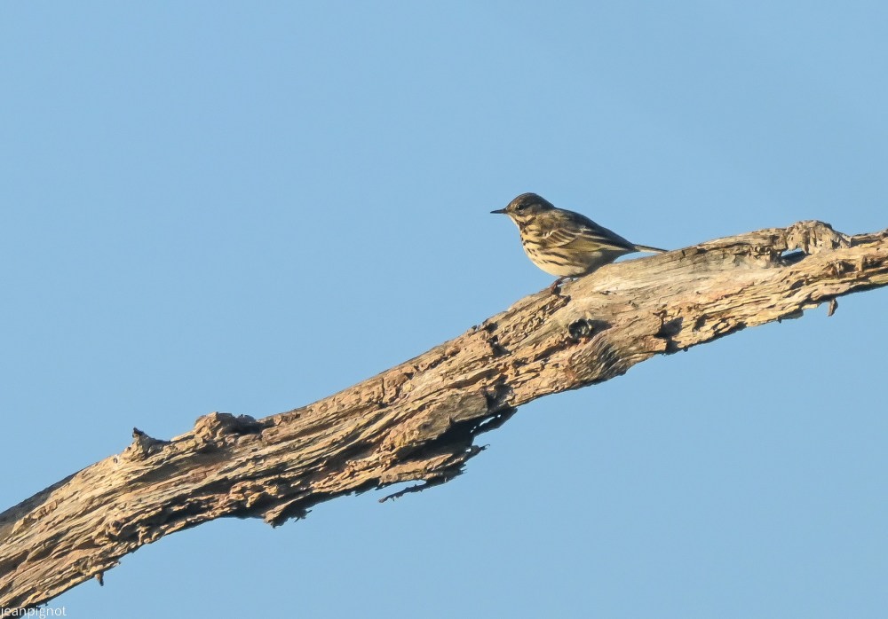 N5 pipit farlouse.JPG