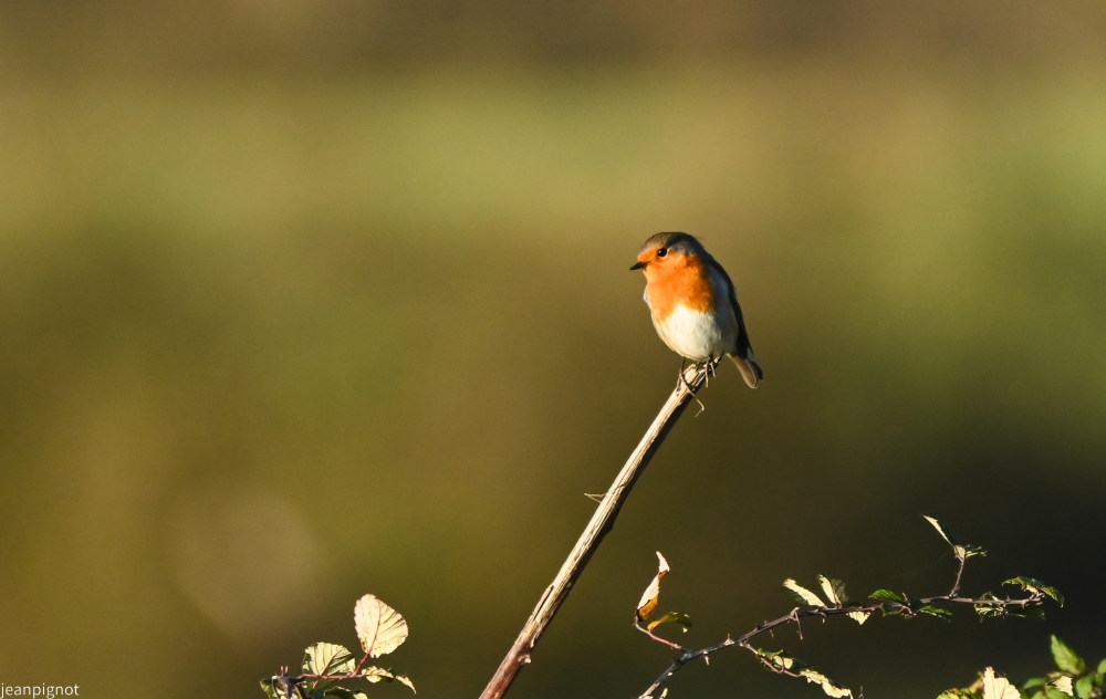 N4 rouge gorge.JPG