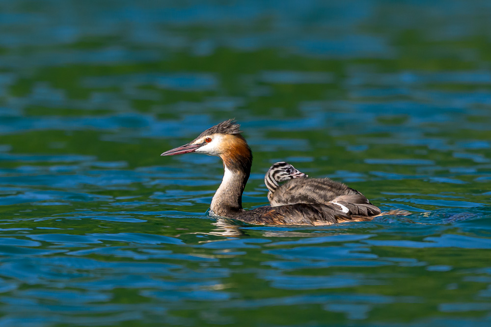 Grebe-340.jpg