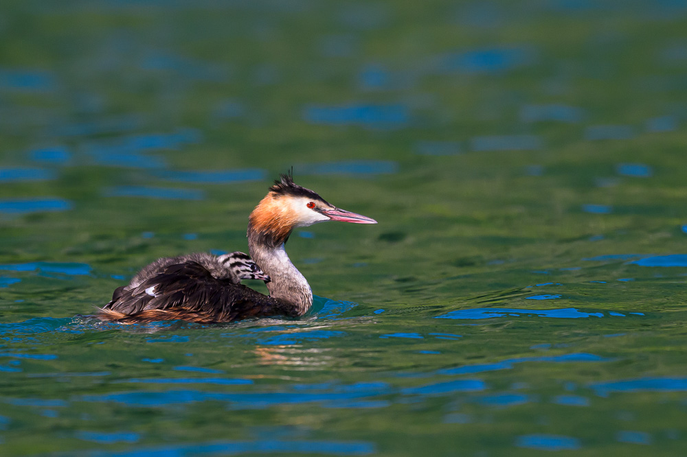Grebe-345.jpg