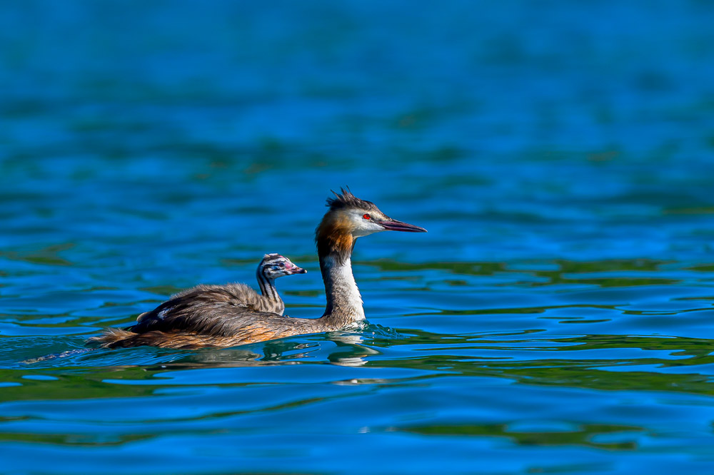 Grebe-351.jpg