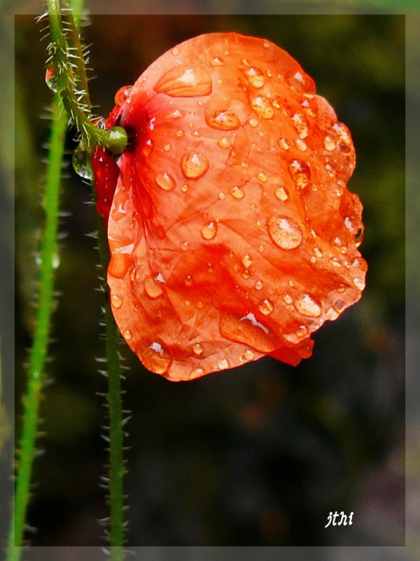 coquelicot (2).jpg
