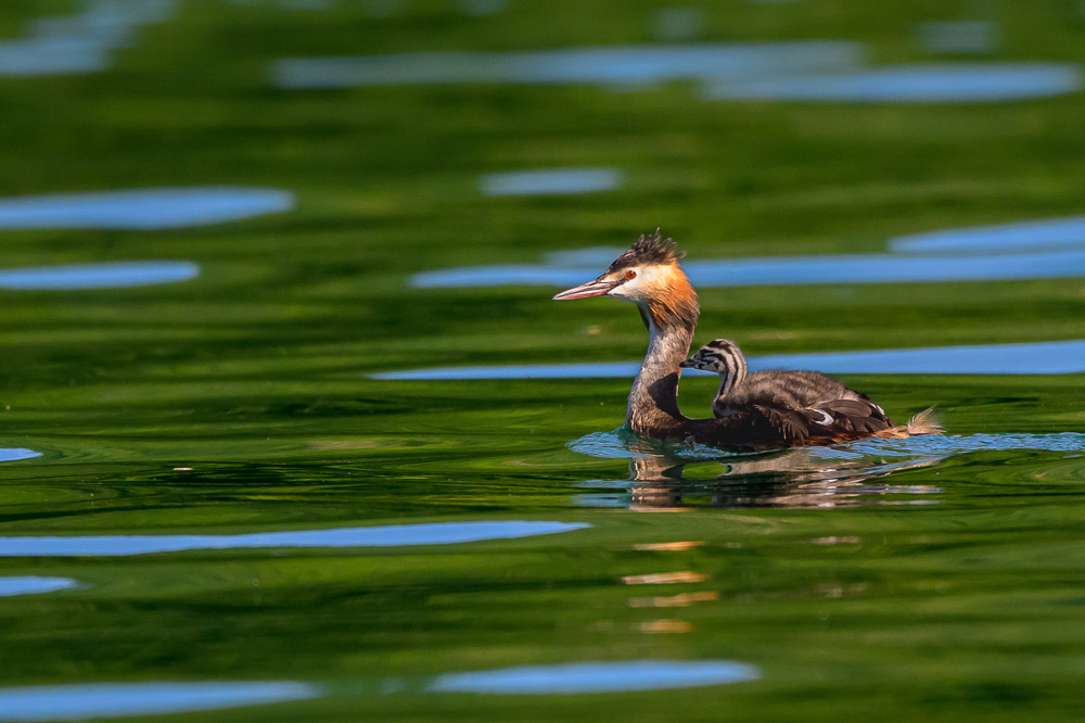 Grebe-364.jpg