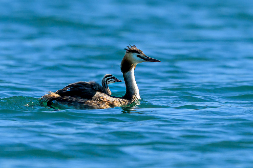 Grebe-376.jpg