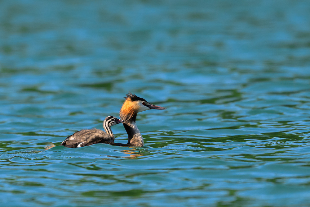 Grebe-382.jpg