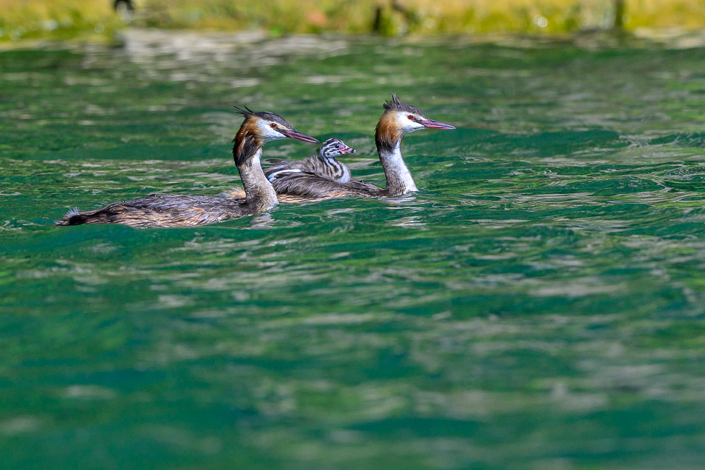 Grebe-390.jpg