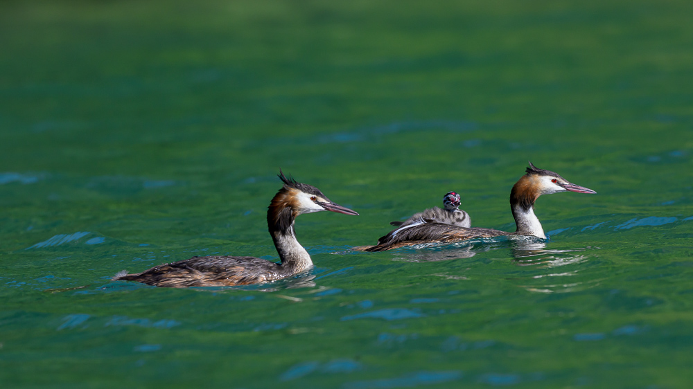 Grebe-402.jpg