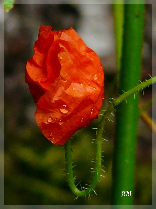 coquelicot .jpg