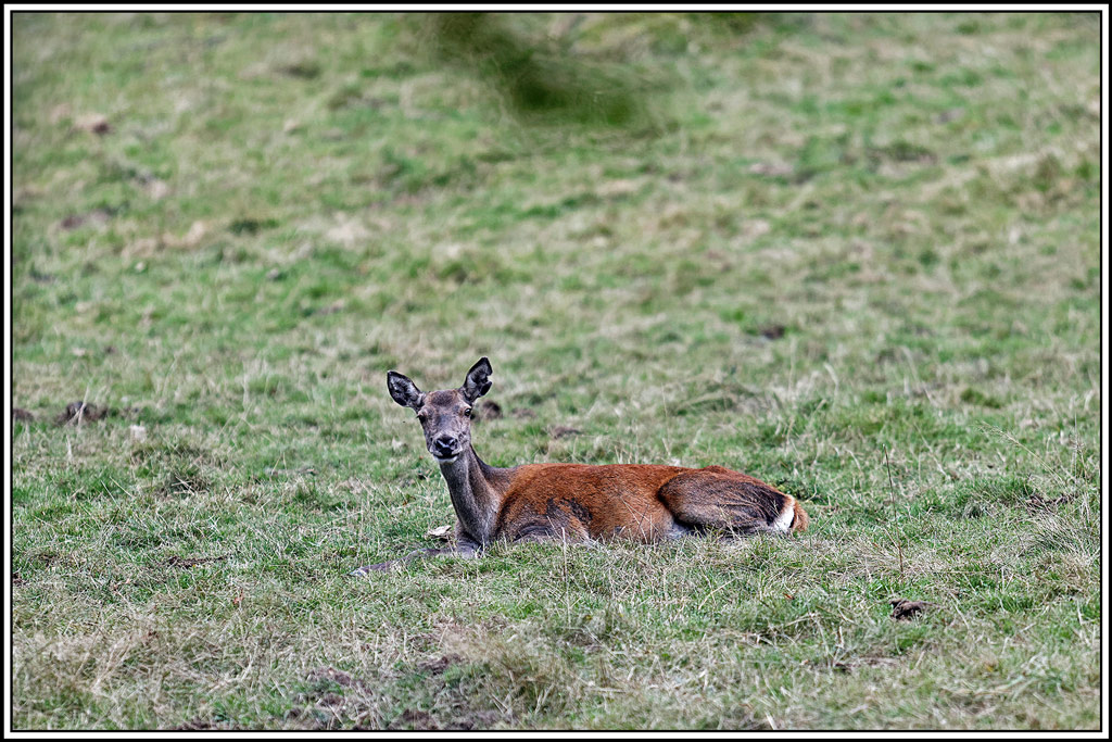 cerf(9318).jpg