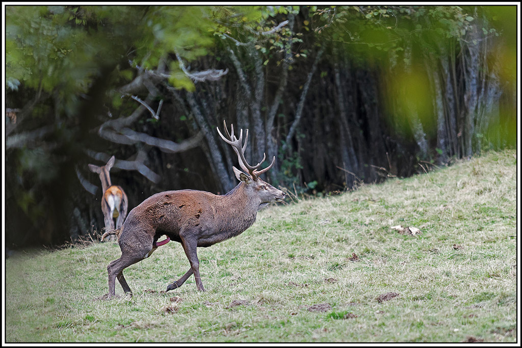 cerf(9319).jpg