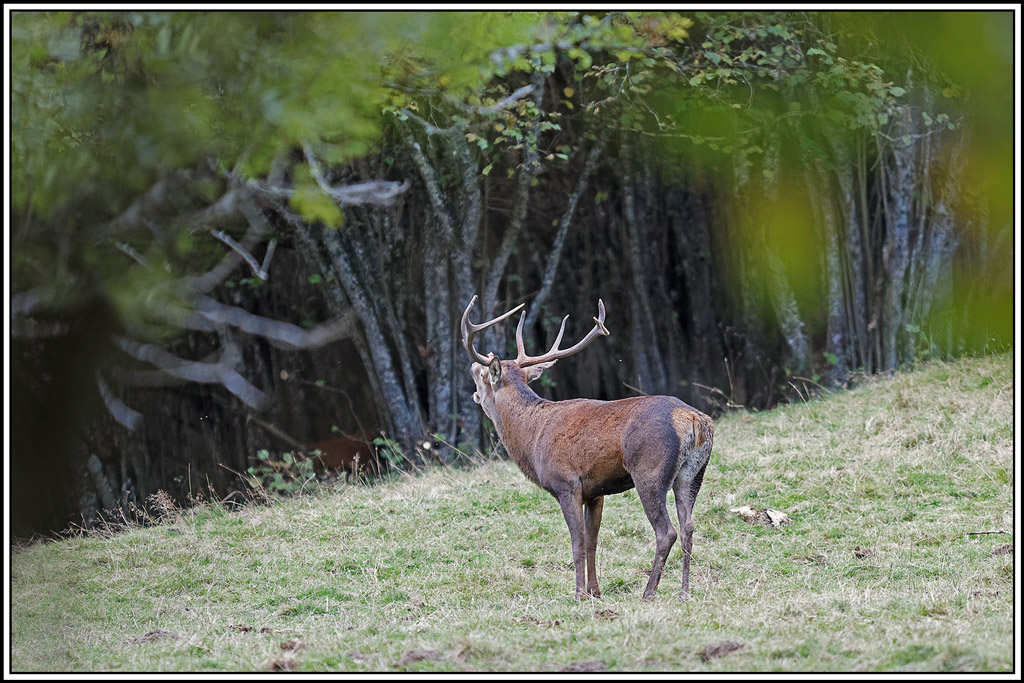 cerf(9336).jpg