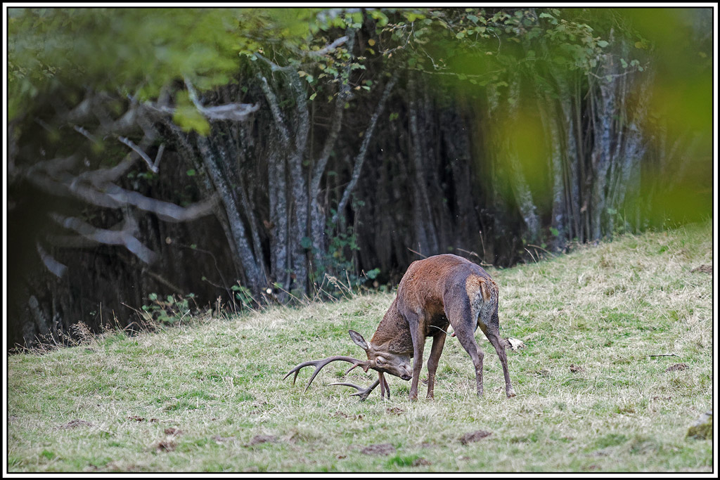 cerf(9352).jpg