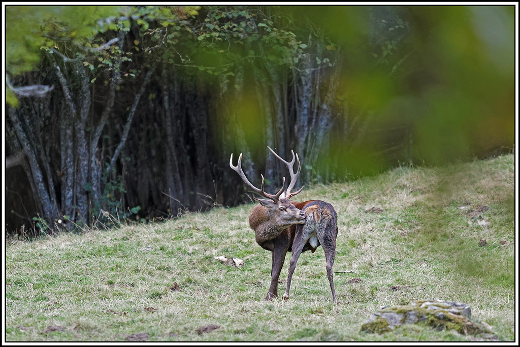cerf(9388).jpg