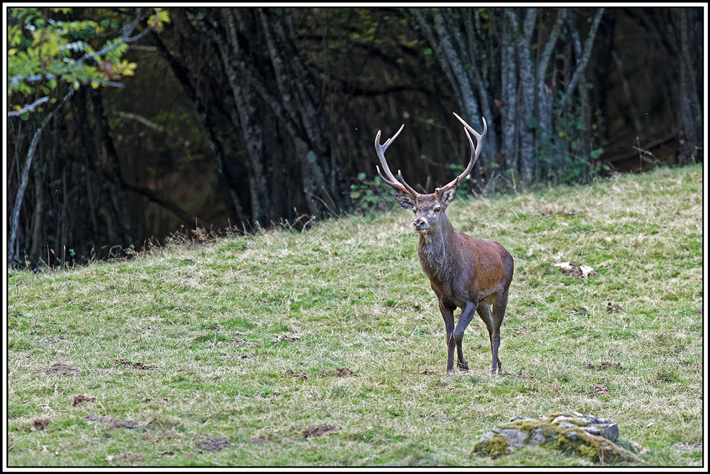 cerf(9392).jpg